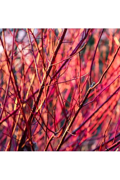 Дерен криваво-червоний/пурпурово-червоний пагони